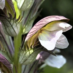 Acanthus hungaricus